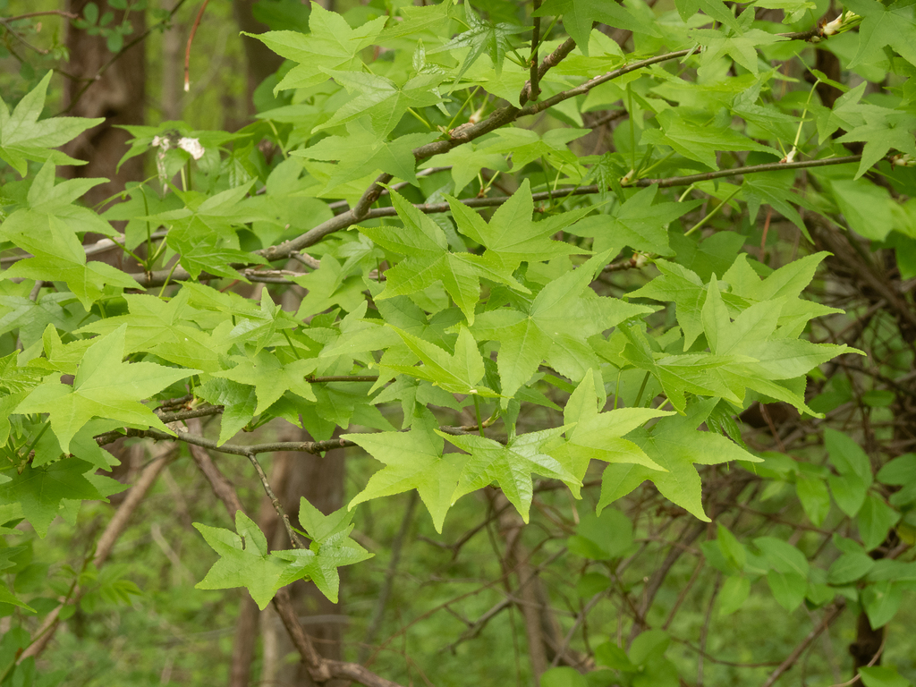 Sweetgum
