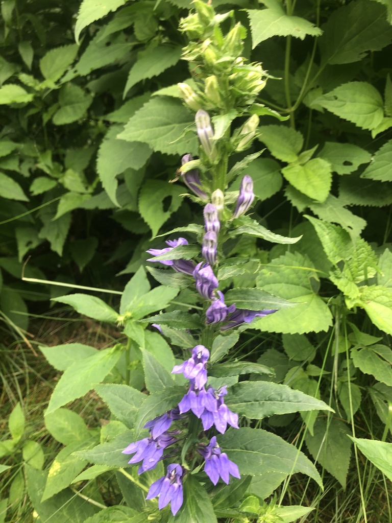 Blue cardinal flower