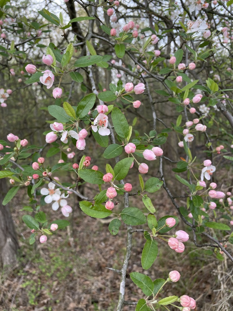 Narrowleaf crabapple