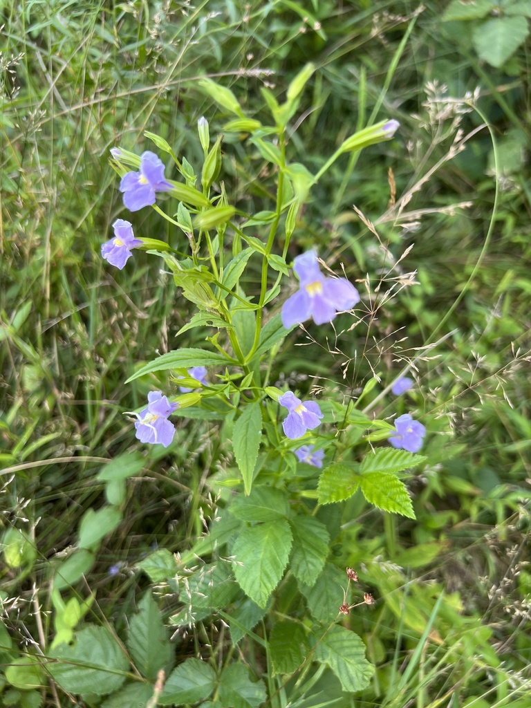 Allegheny monkeyflower