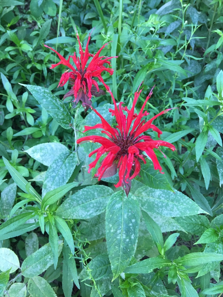 Scarlet beebalm