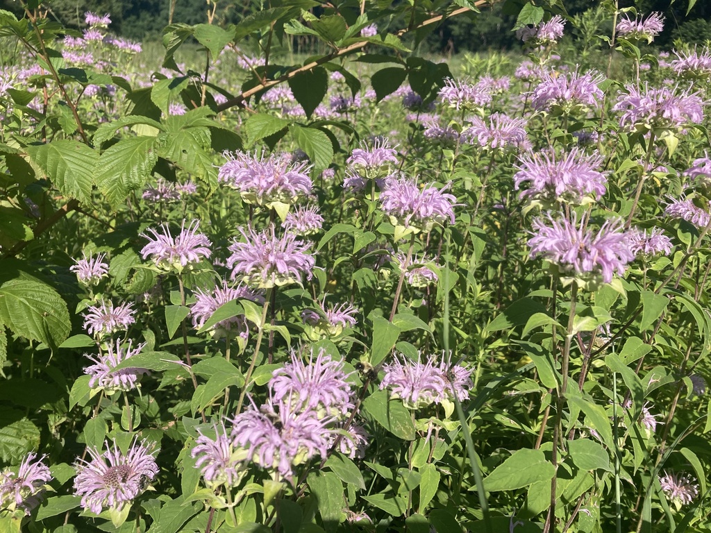 Wild bergamot