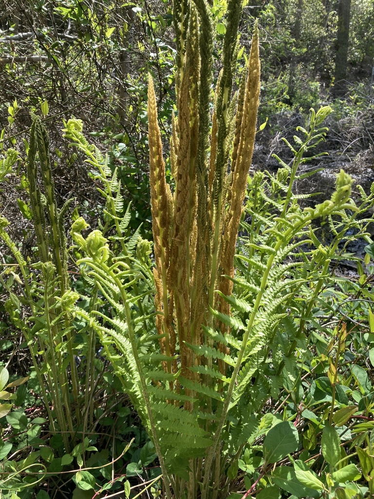 Cinnamon fern