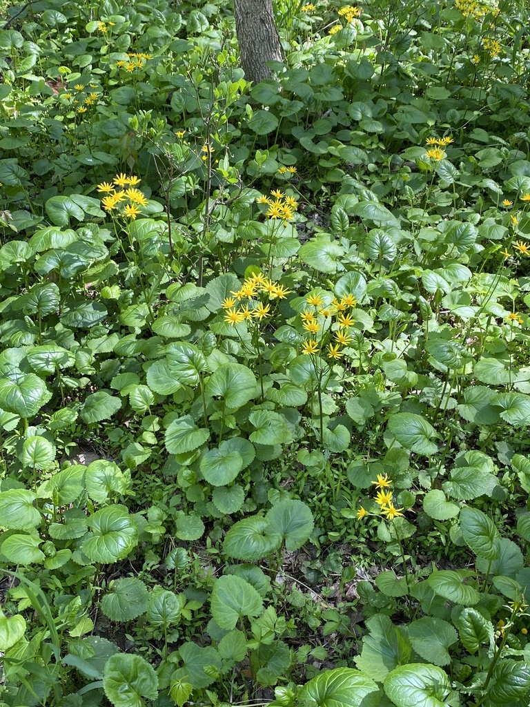 Golden ragwort