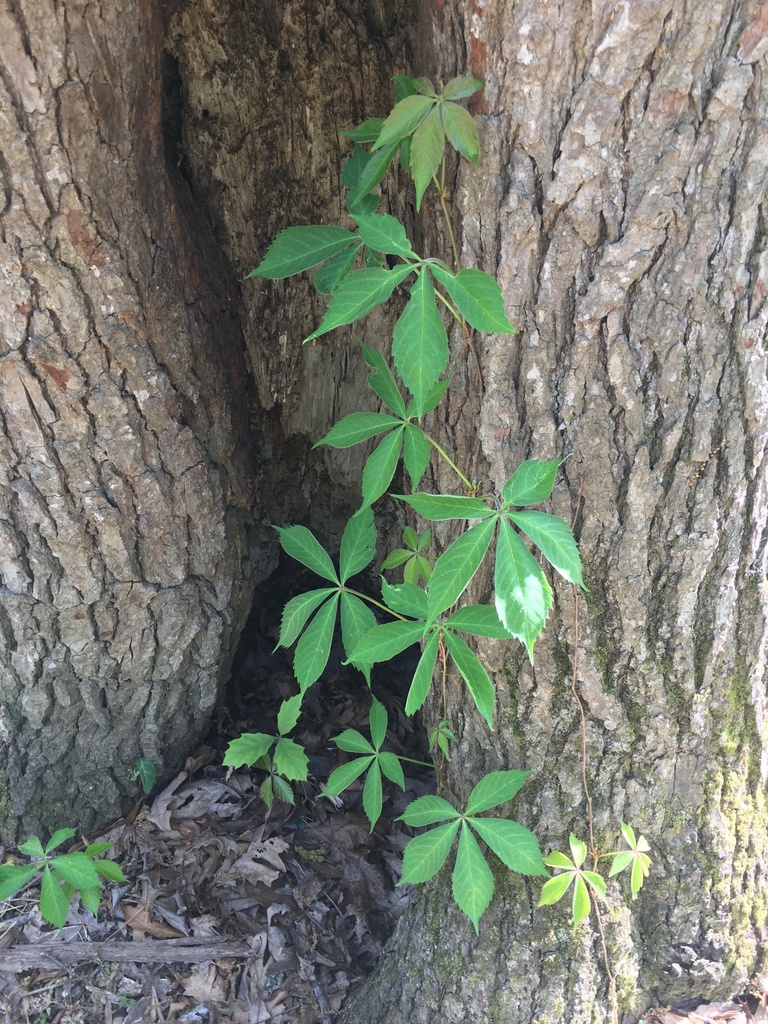 Virginia-creeper