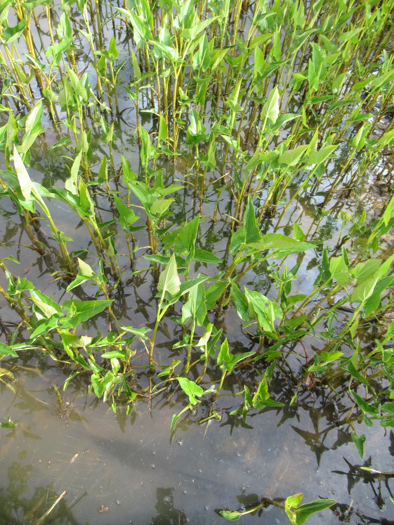 Arrow-arum