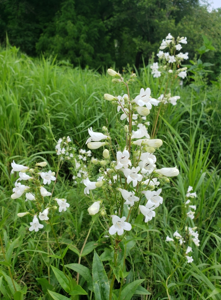 Foxglove beardtongue