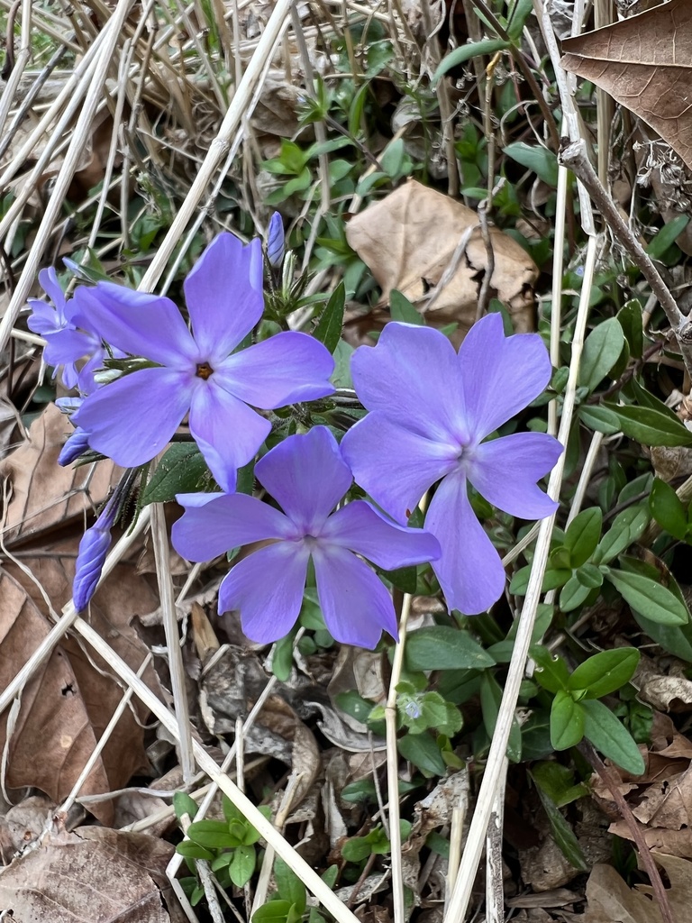 Wild blue phlox