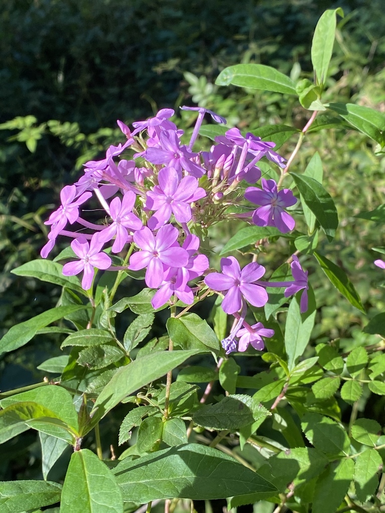 Garden phlox