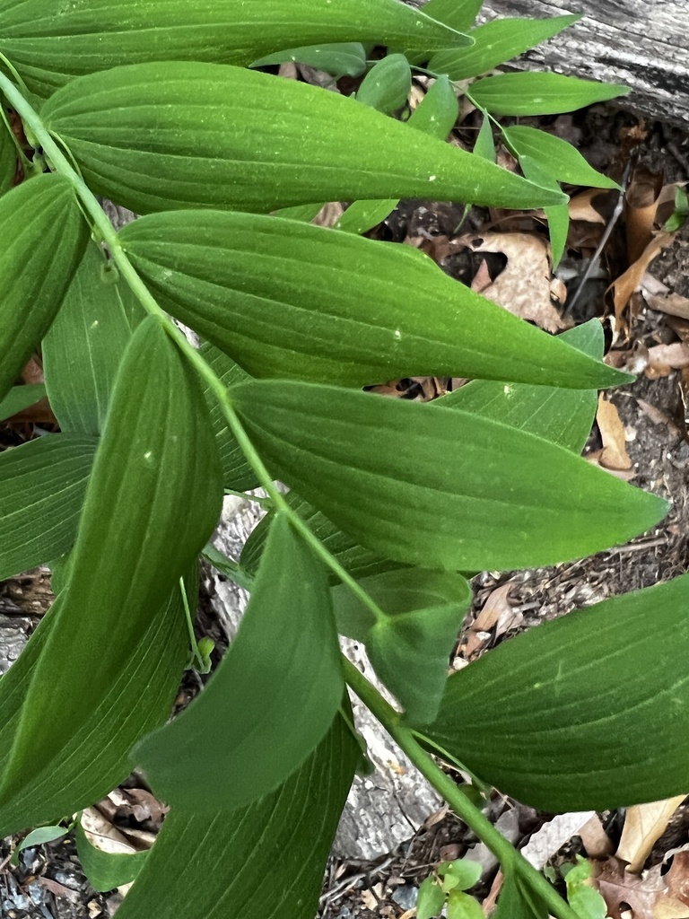 Giant solomon's seal
