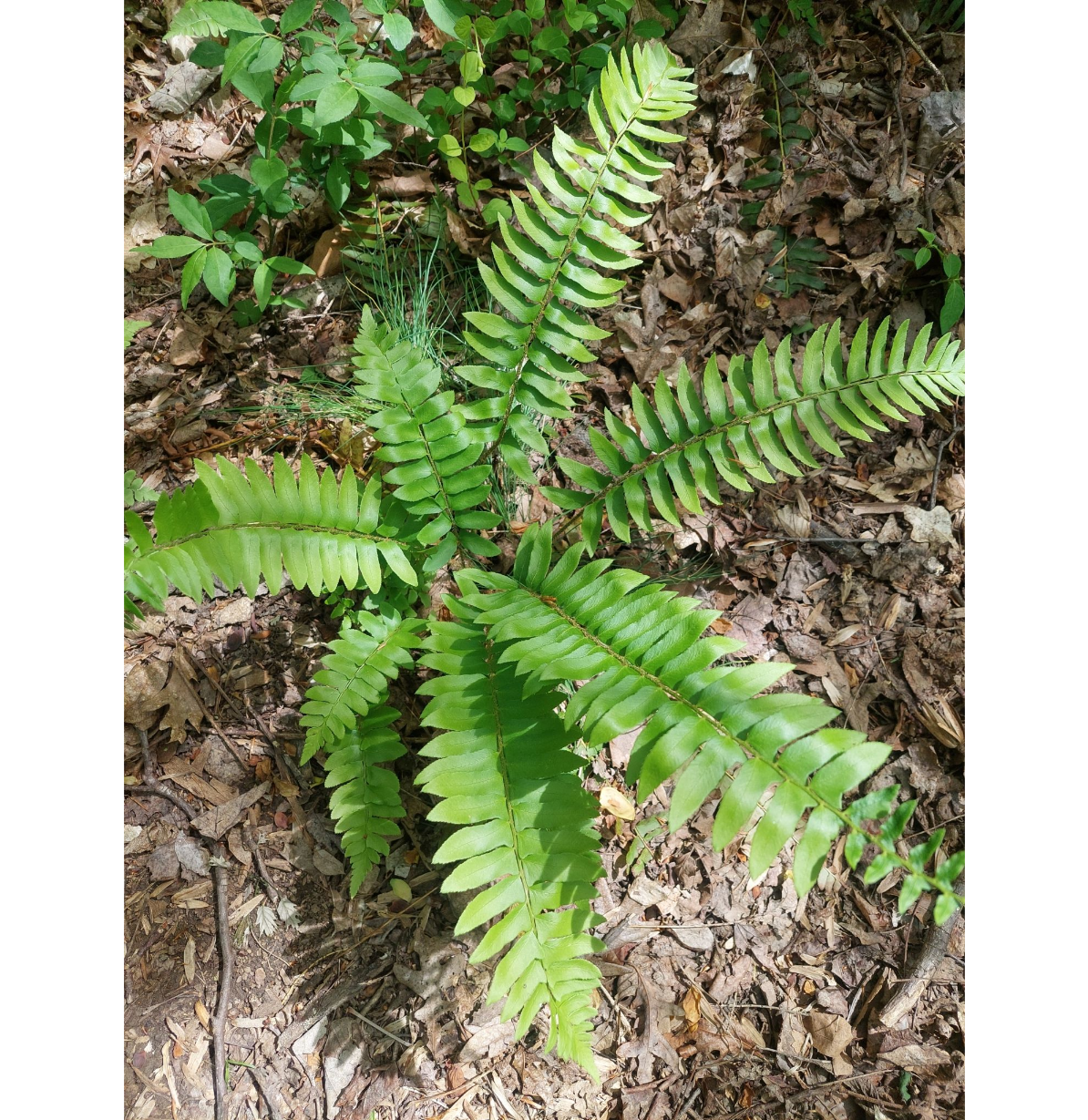Christmas fern