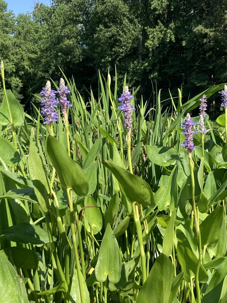 Pickerelweed