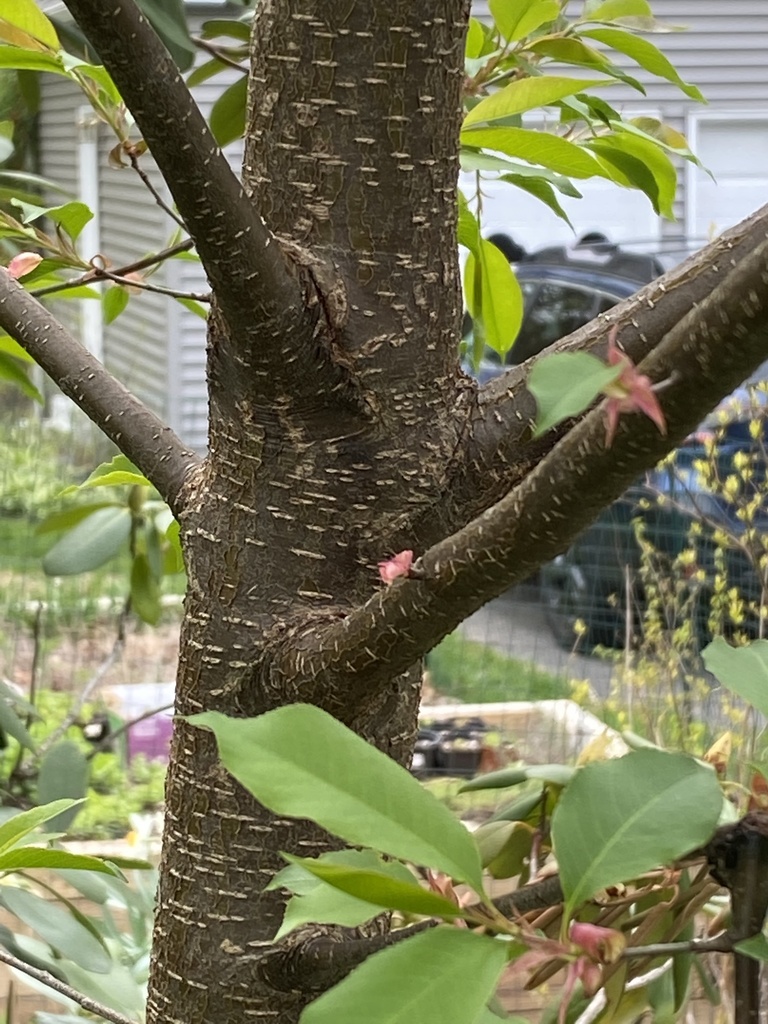 Wild black cherry