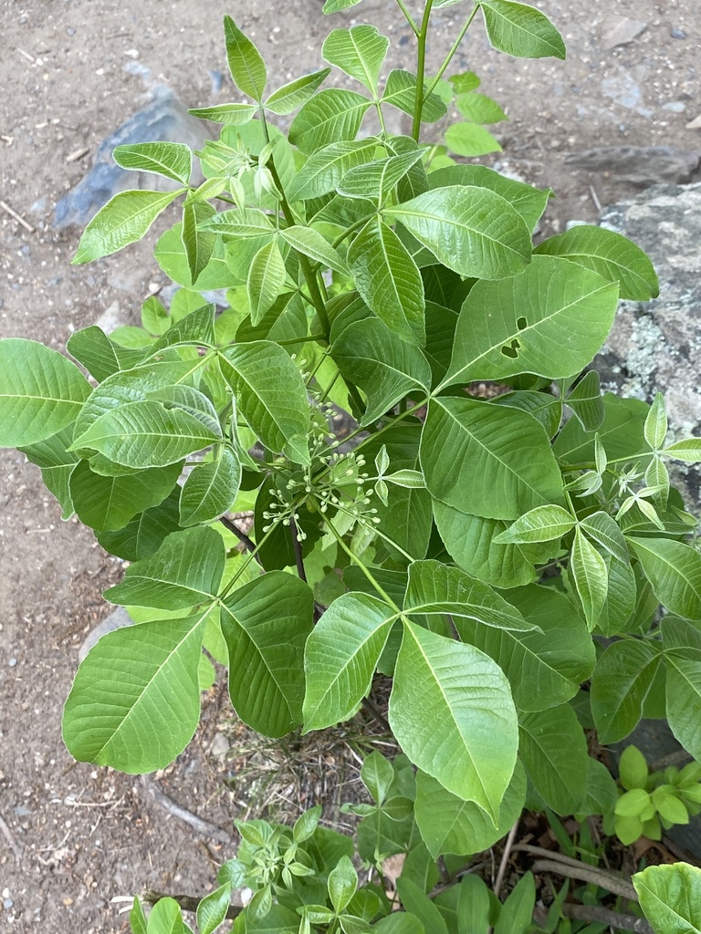 Hop-tree