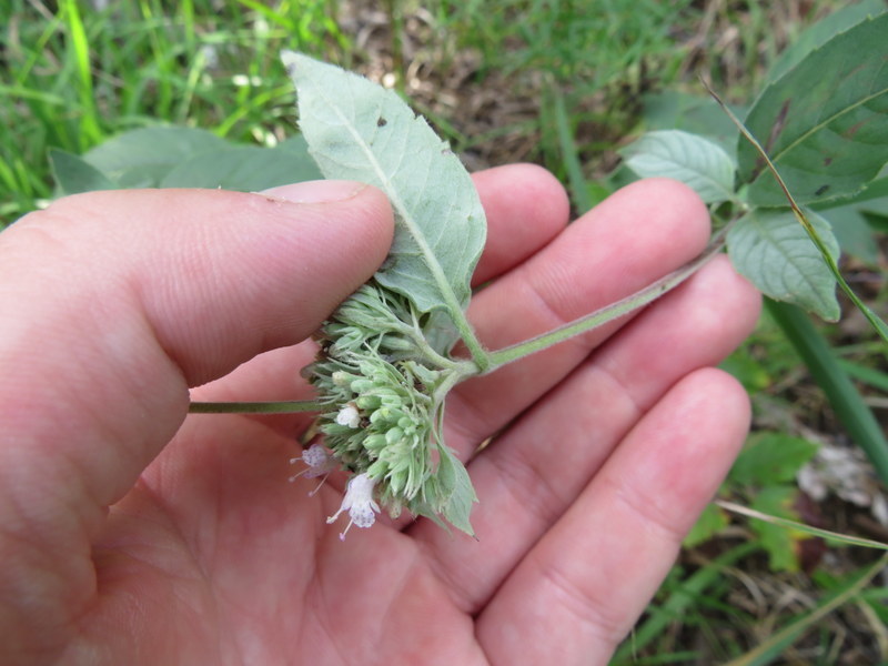 Hoary mountain mint