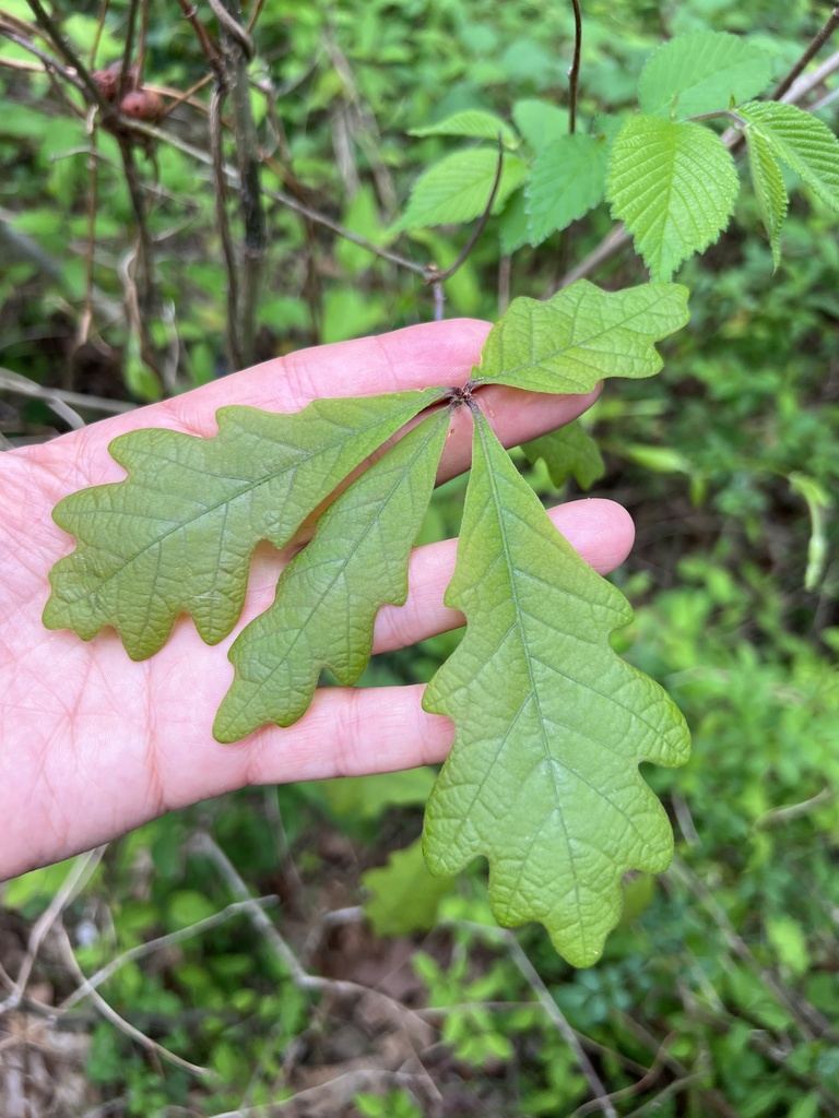 White oak