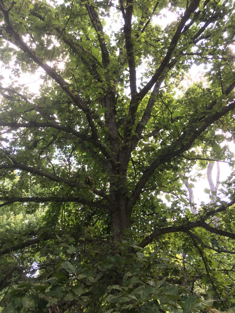 Swamp white oak