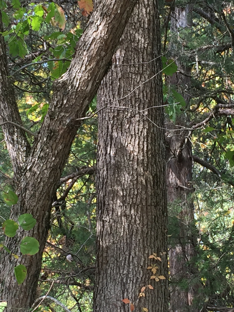 Chinkapin oak