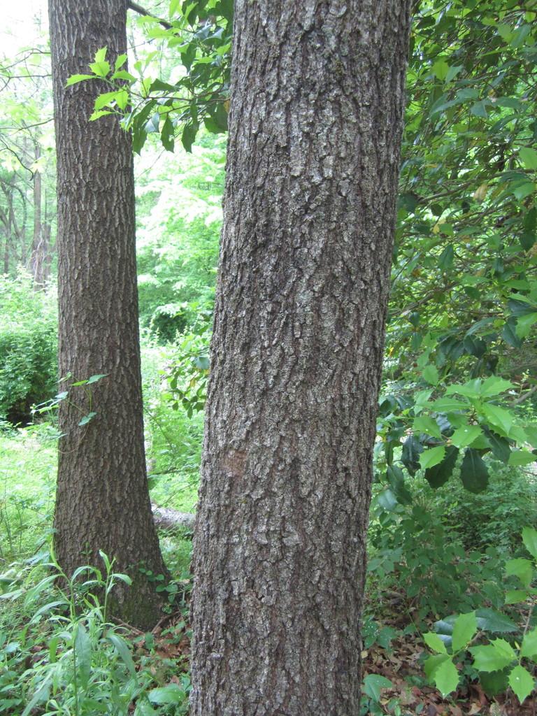 Black oak