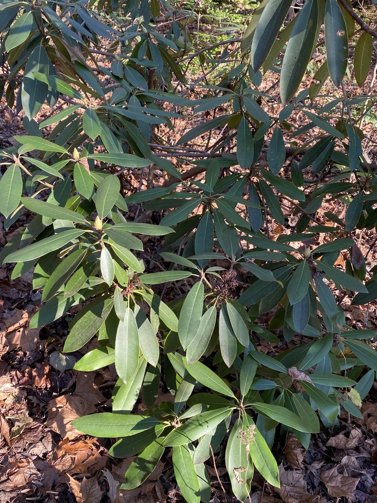 Great rhododendron