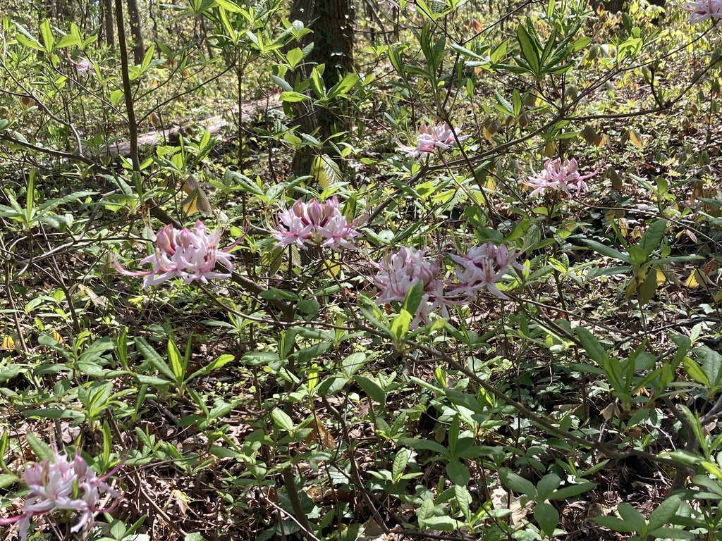 Pinxter azalea