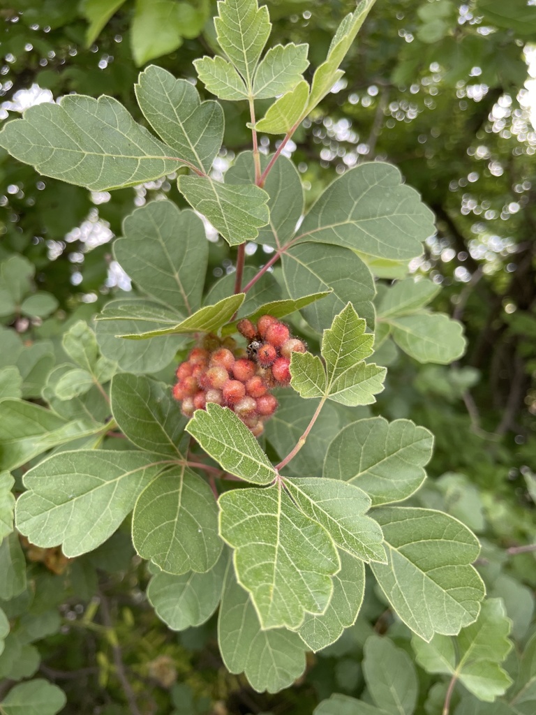 Fragrant sumac