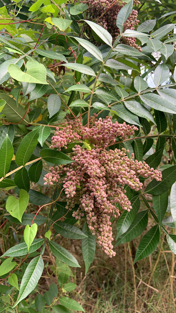 Winged sumac
