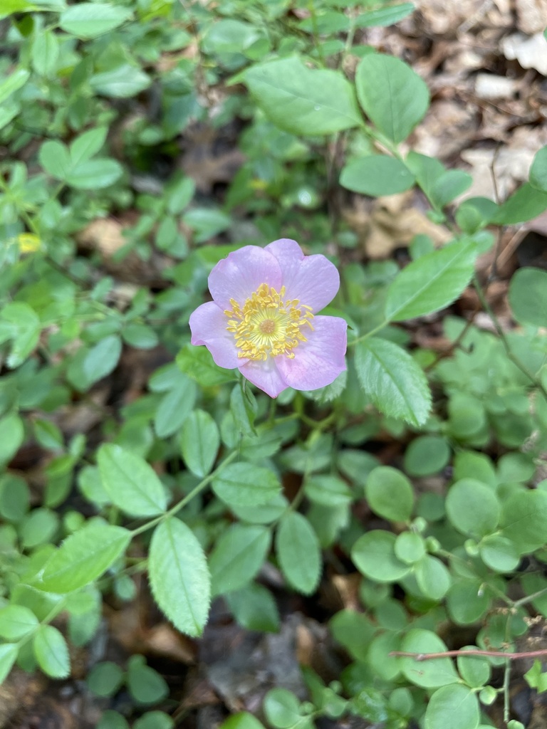 Carolina rose