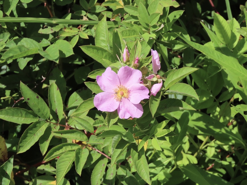 Swamp rose