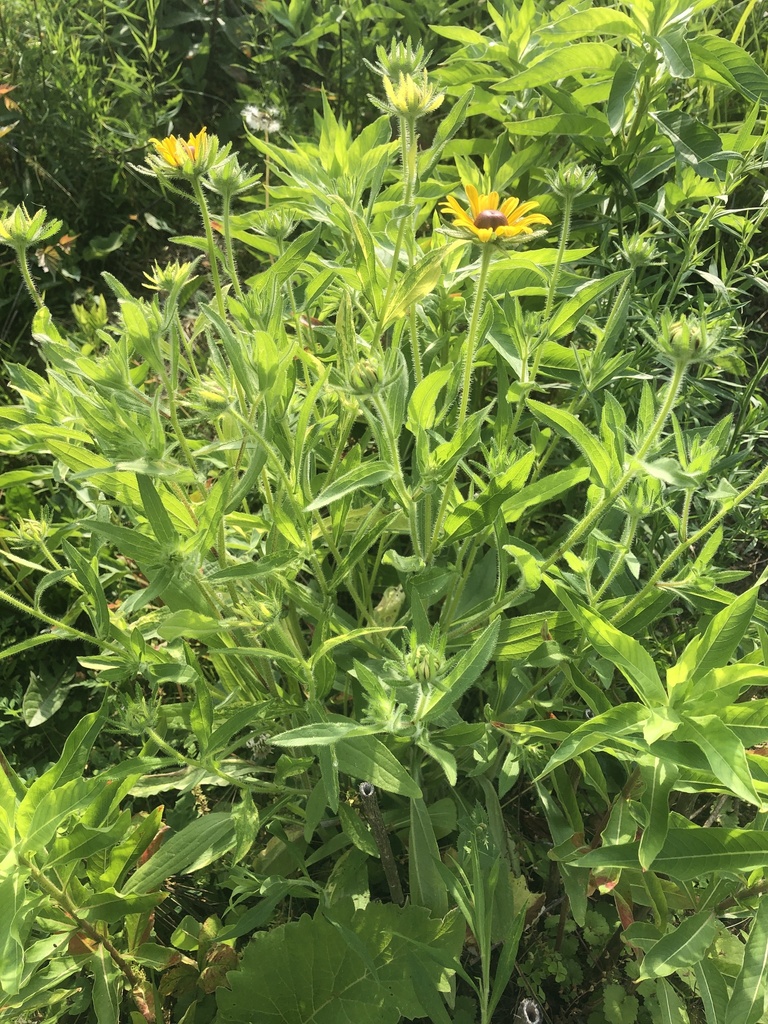 Gloriosa daisy