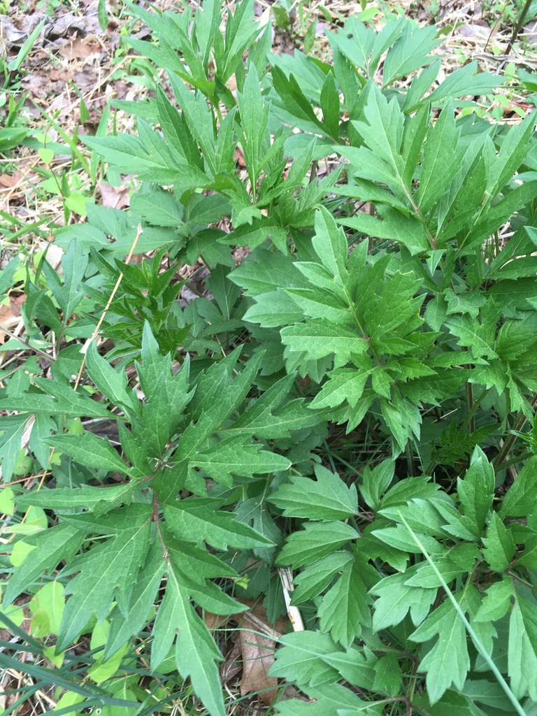 Cut-leaved coneflower