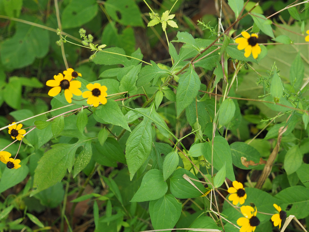 Three-lobed coneflower