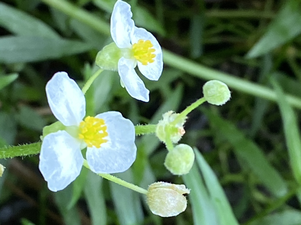 Broad-leaved arrowhead