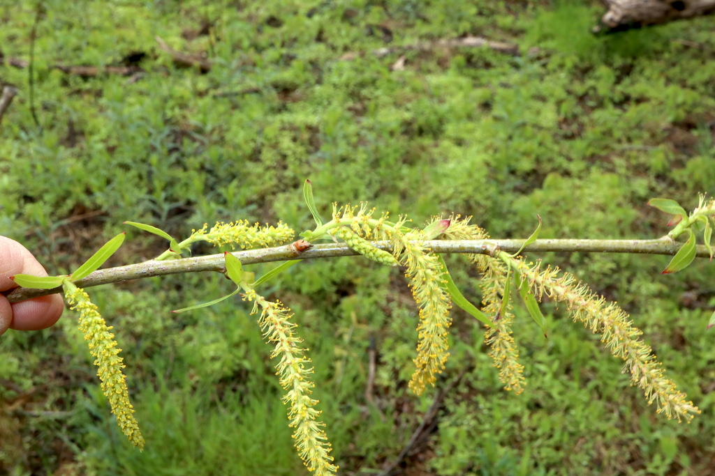 Black willow