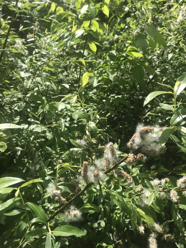 Silky willow