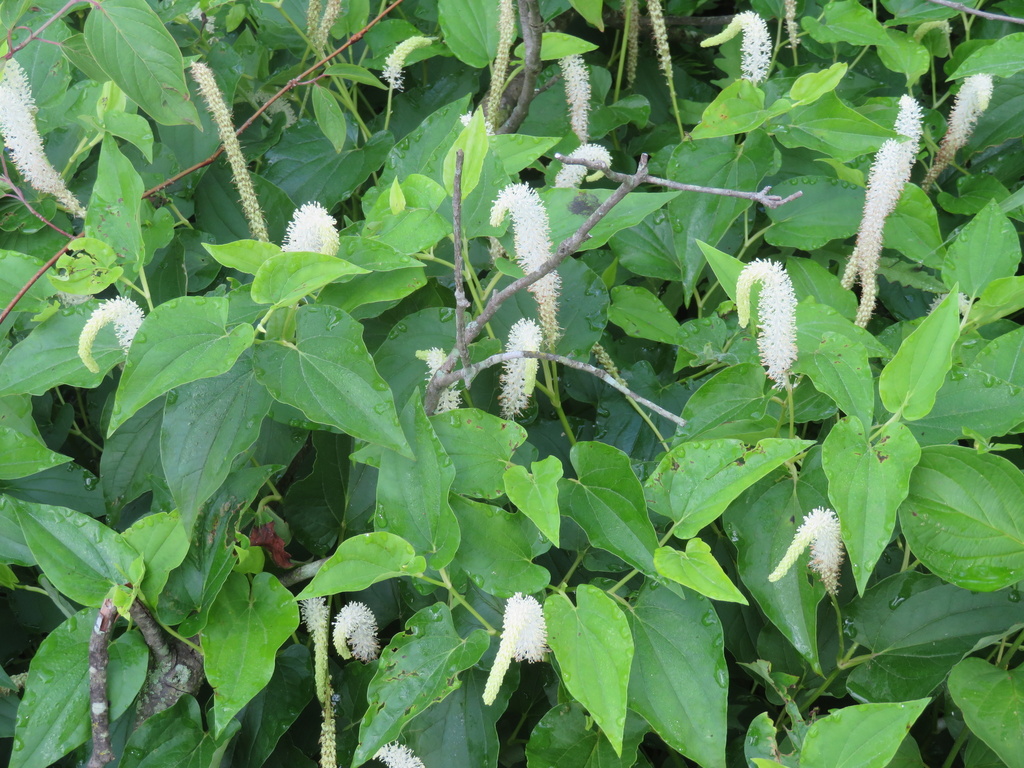 Lizard's-tail