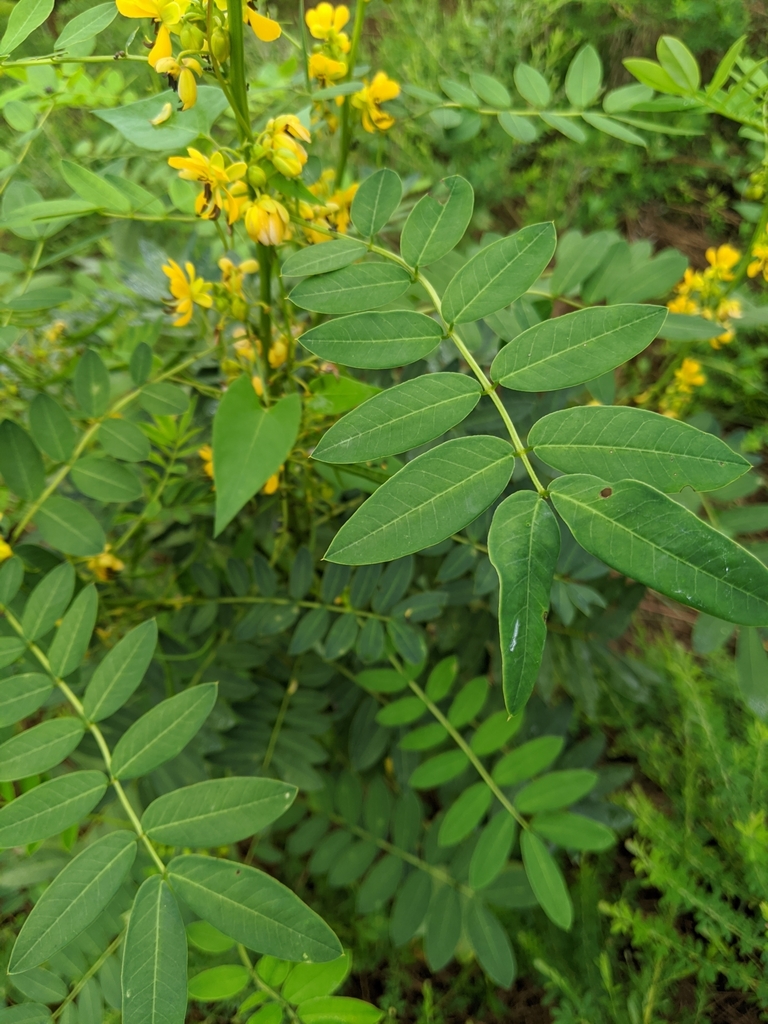 Maryland wild senna