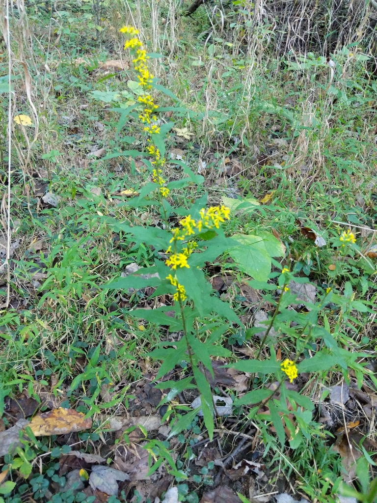 Bluestem goldenrod