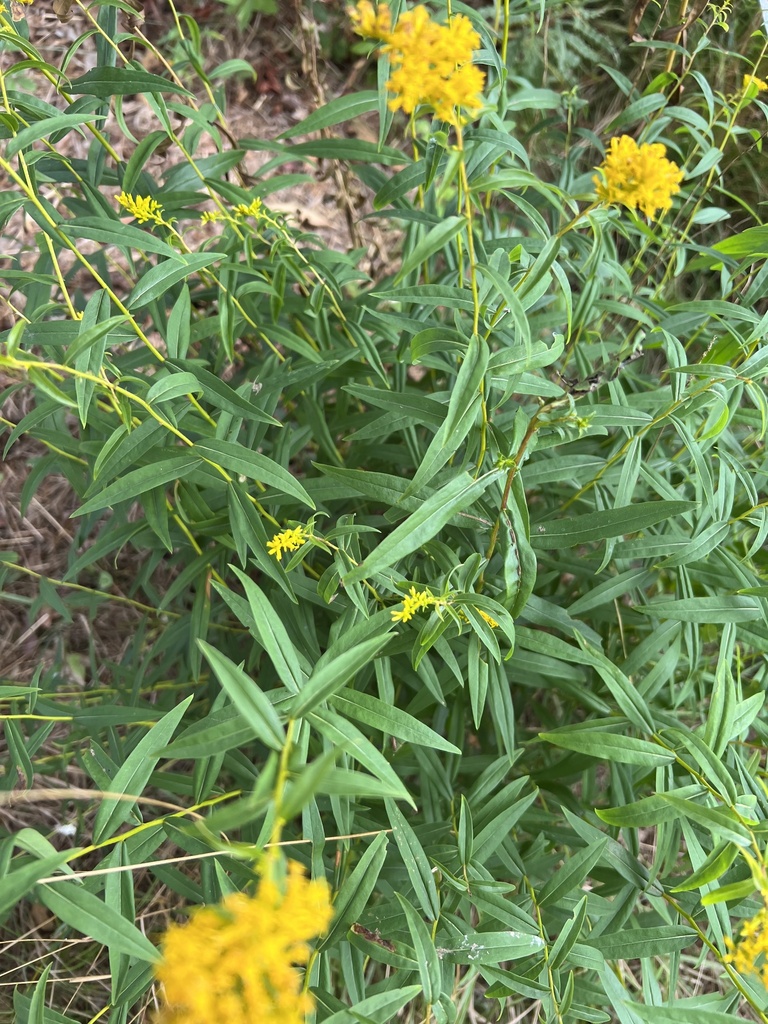 Sweet goldenrod