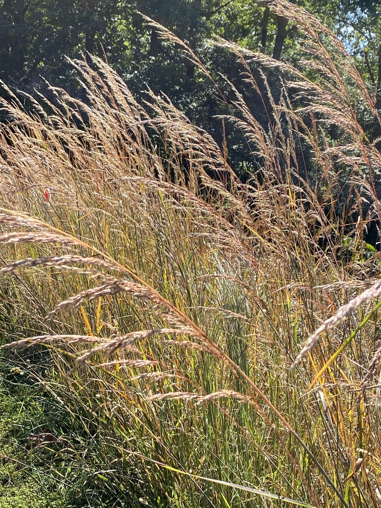 Indian grass