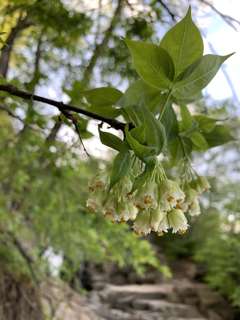 Bladdernut