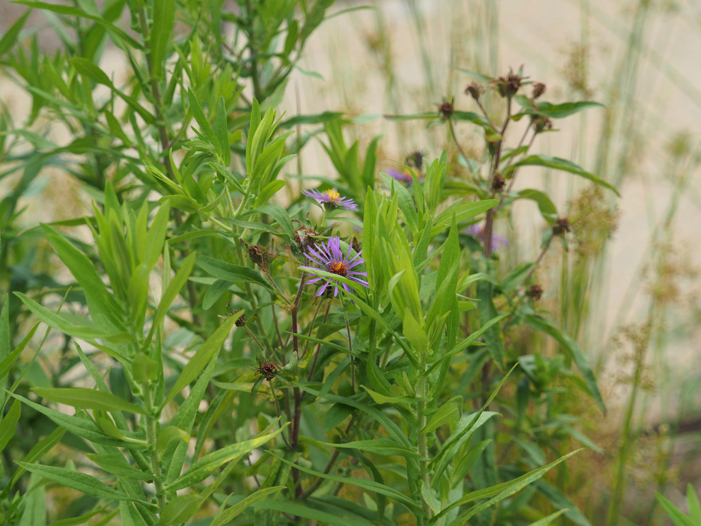 New england aster