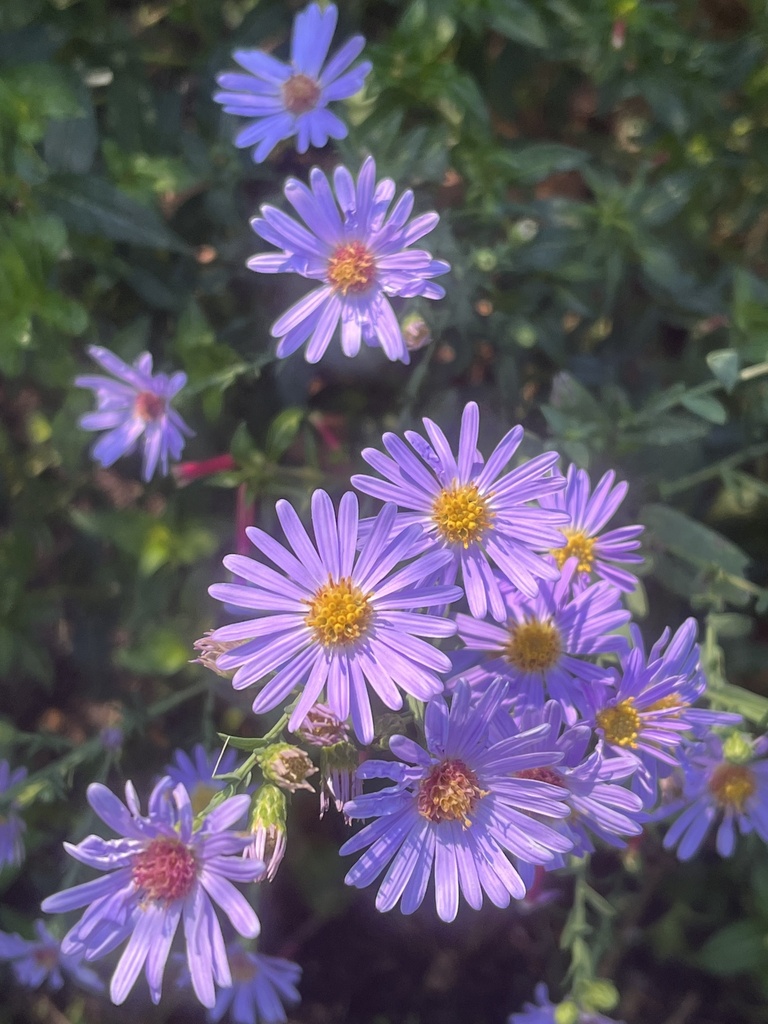 New york aster