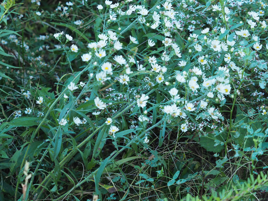Frost aster