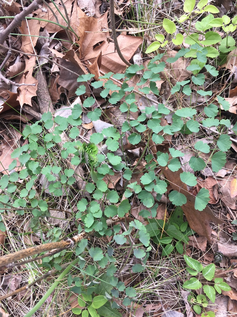 Early meadow-rue