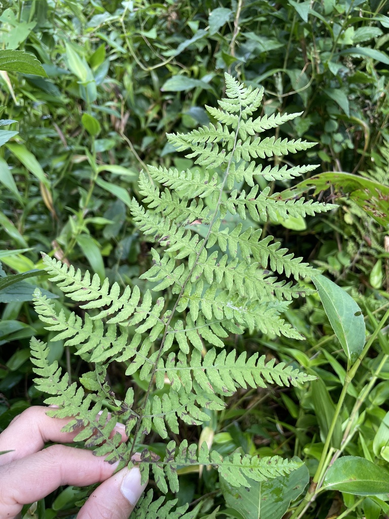 Marsh fern
