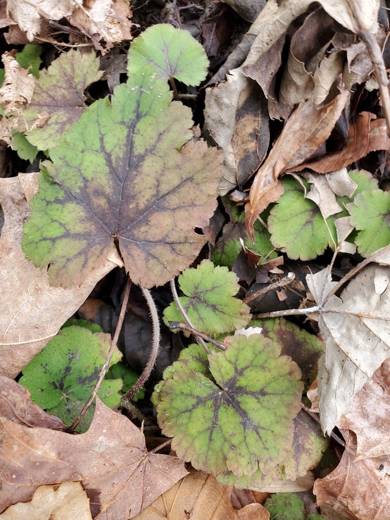 Heart-leaved foamflower