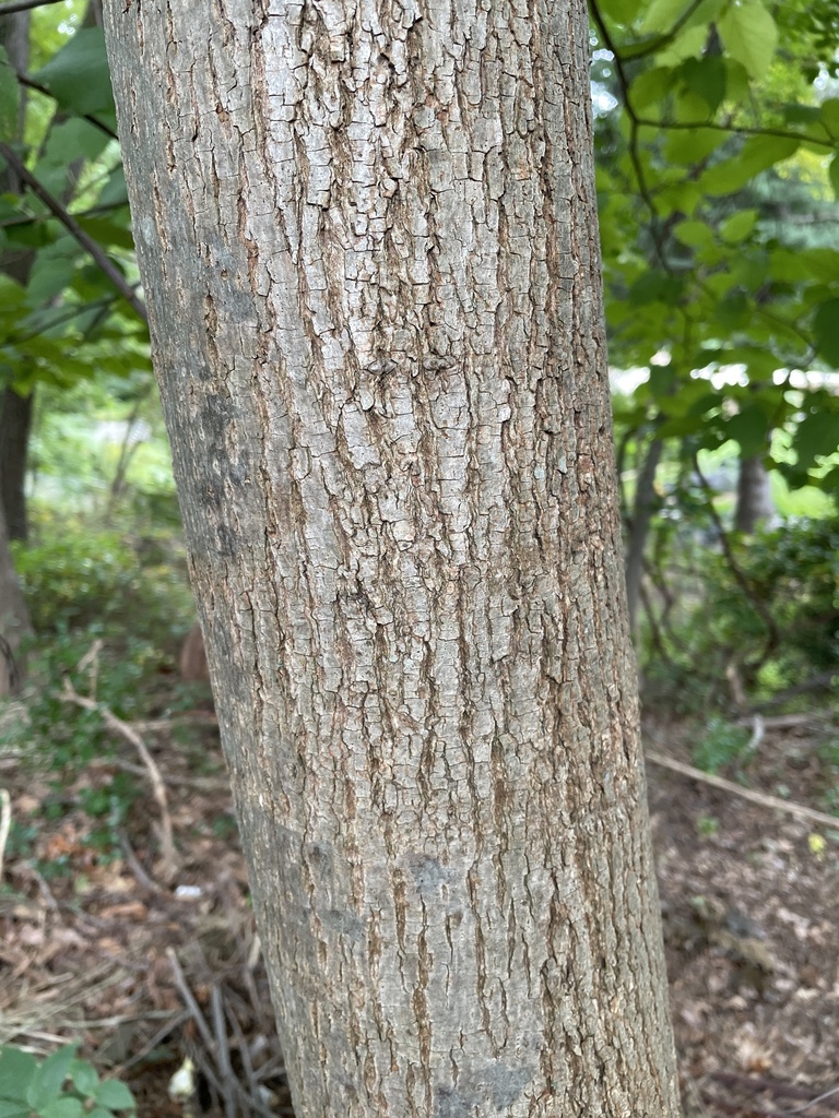 American basswood