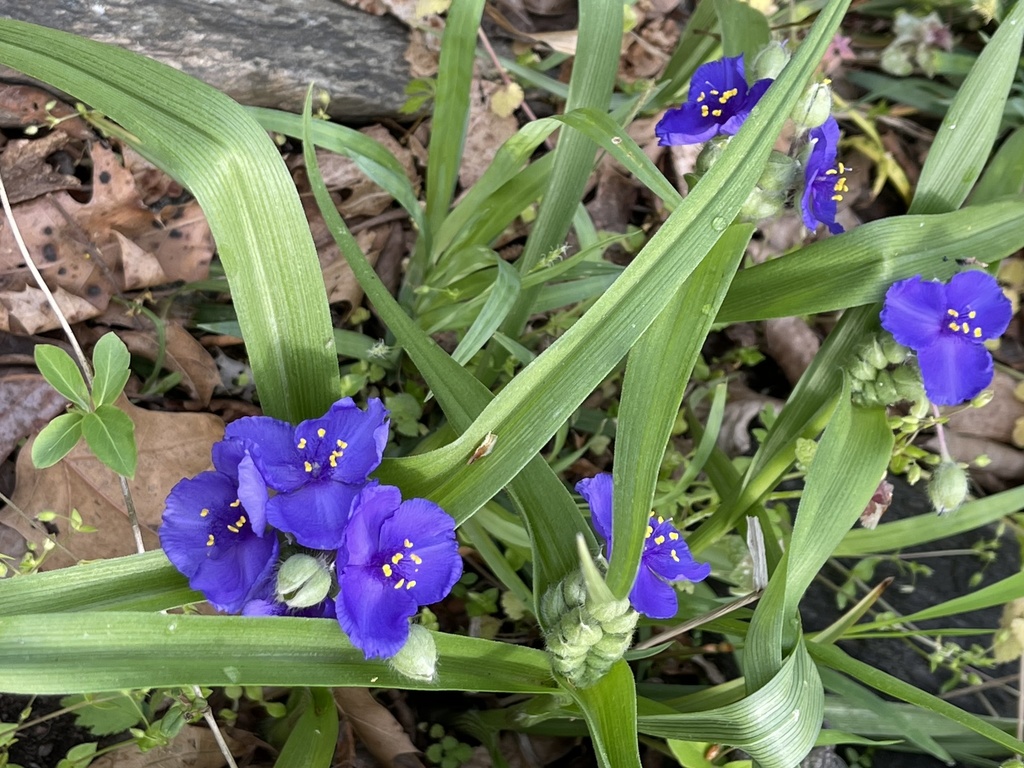 Virginia spiderwort