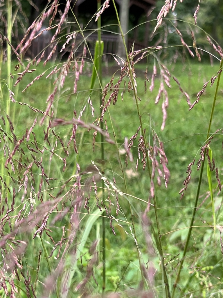 Purpletop